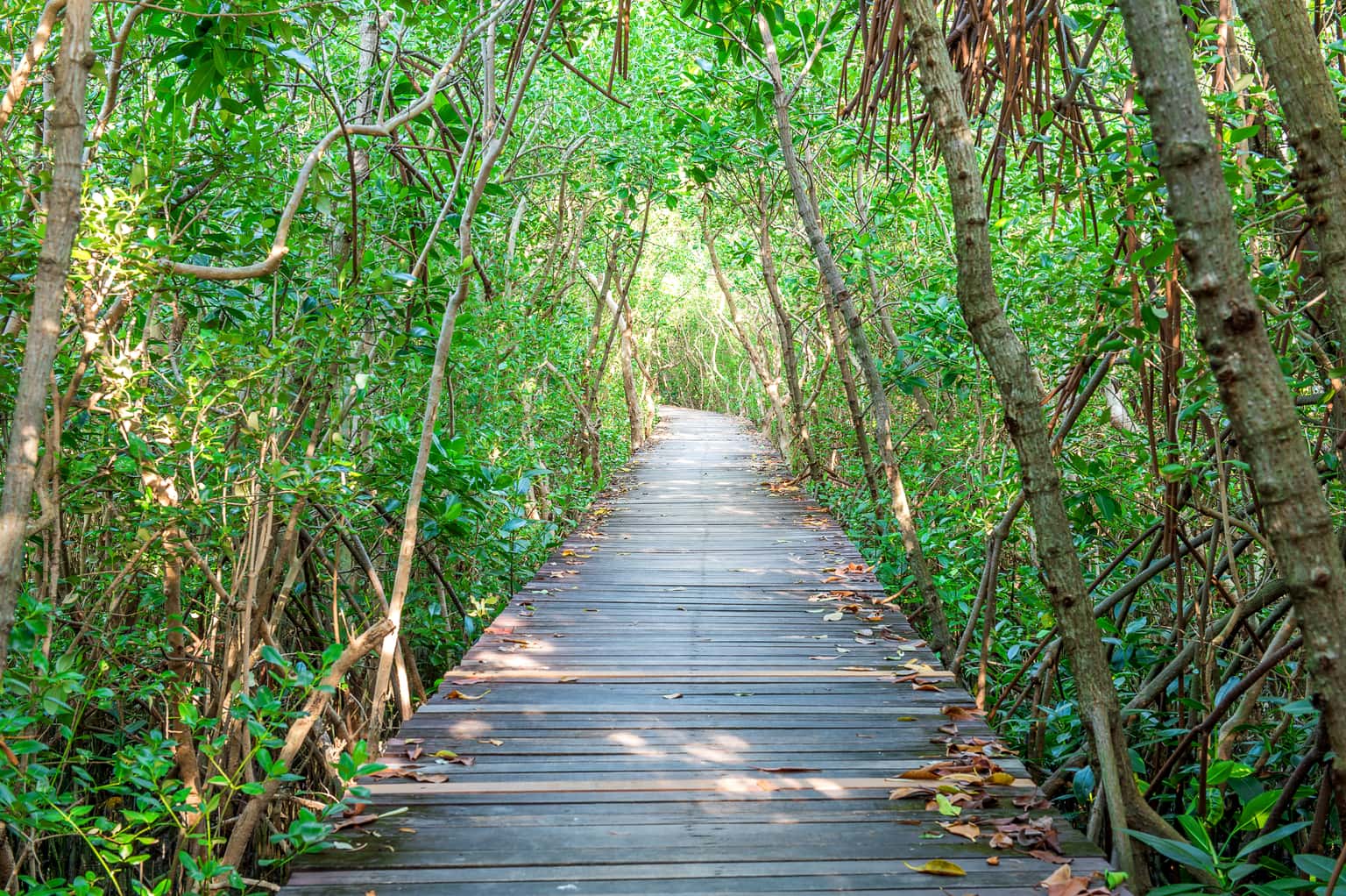 Scenic wooden bridge and nature trails at Brook Valley Resort