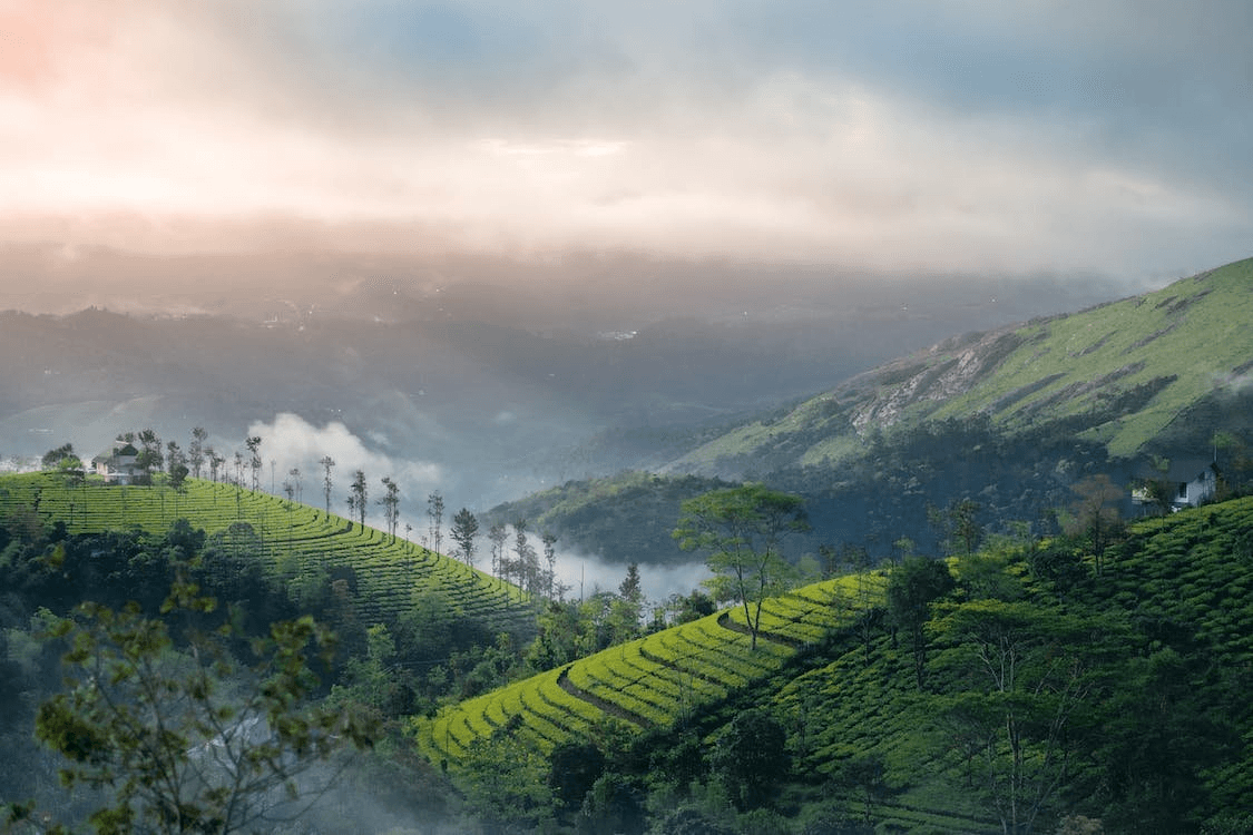 Lush green tea plantations in Wayanad