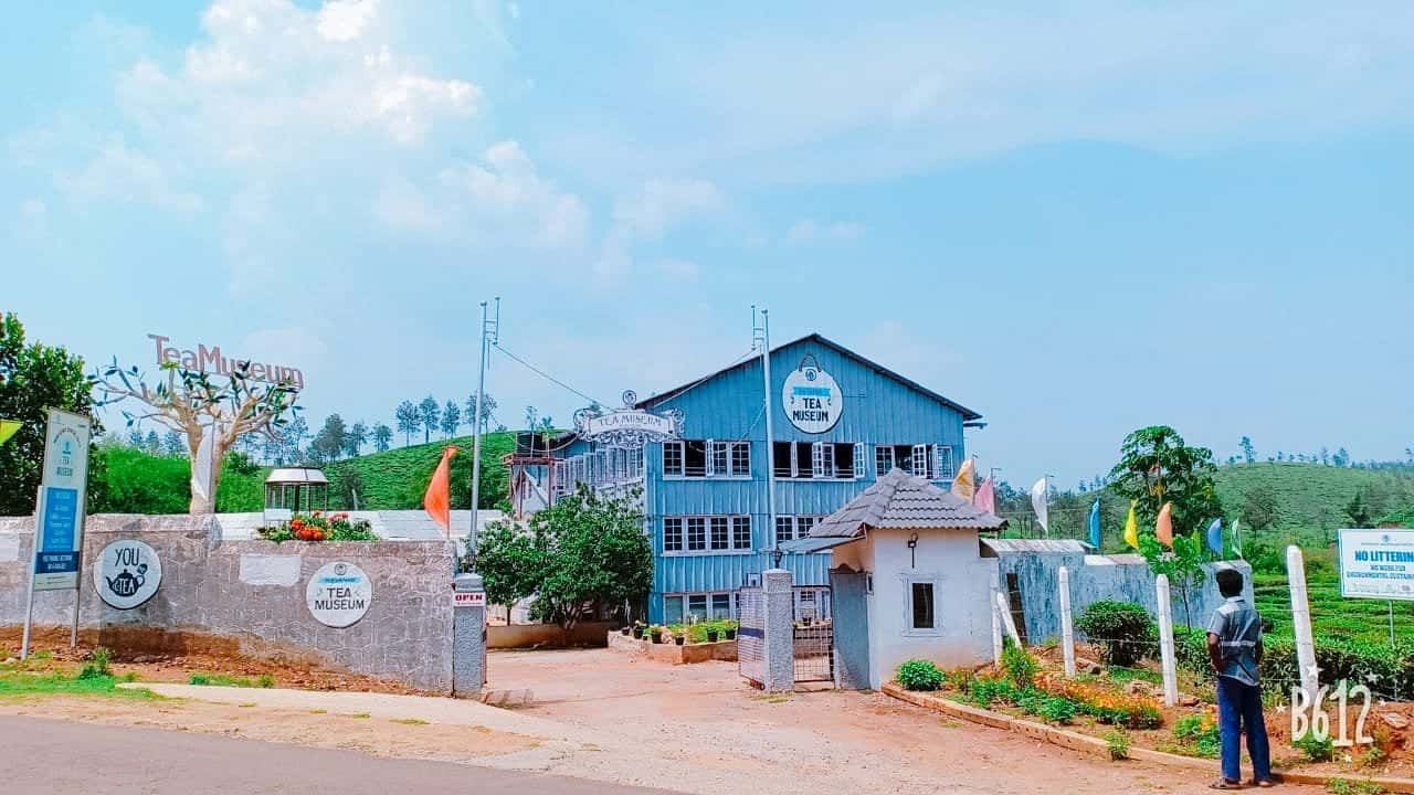 Informative tour of a lush tea plantation and factory